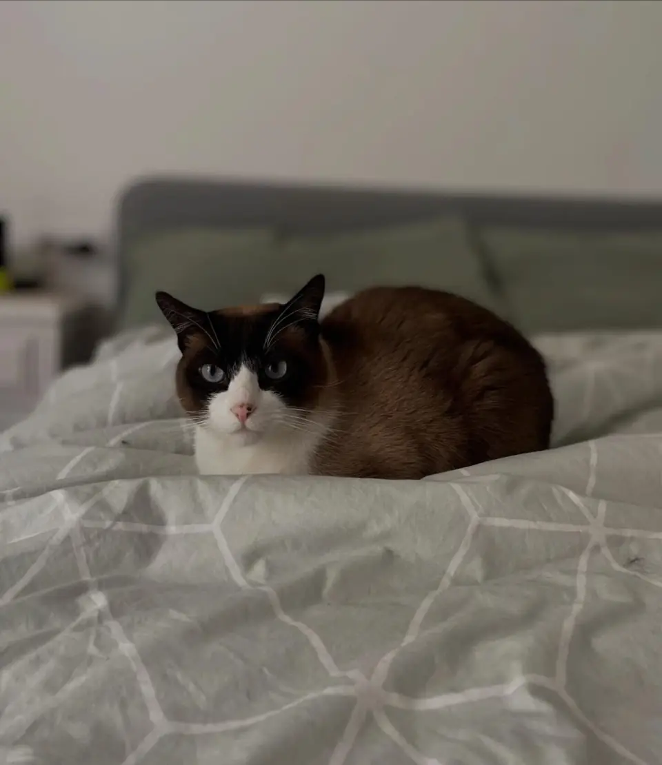 Cat receiving in-home pet sitting care