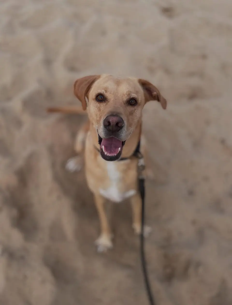 Dog walk near the Ericeira coast