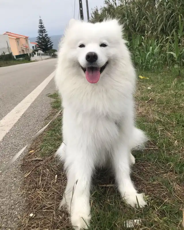 Samoyed in a relaxed long-term care setting