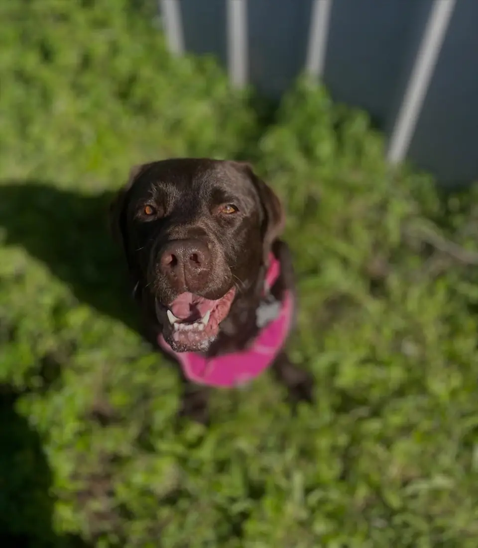 Cão com daycare supervisionado em casa perto de Santo Isidoro