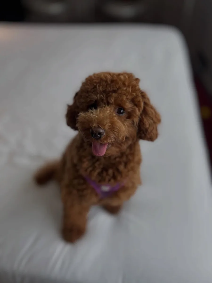 Small dog relaxing in a home setting during boarding