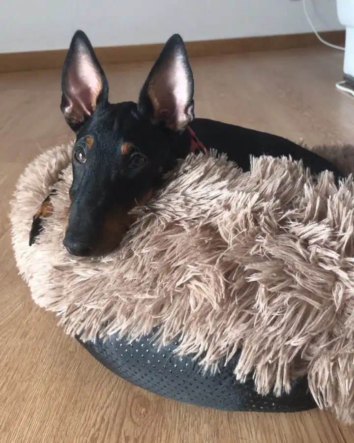 Small dog resting during an at-home visit